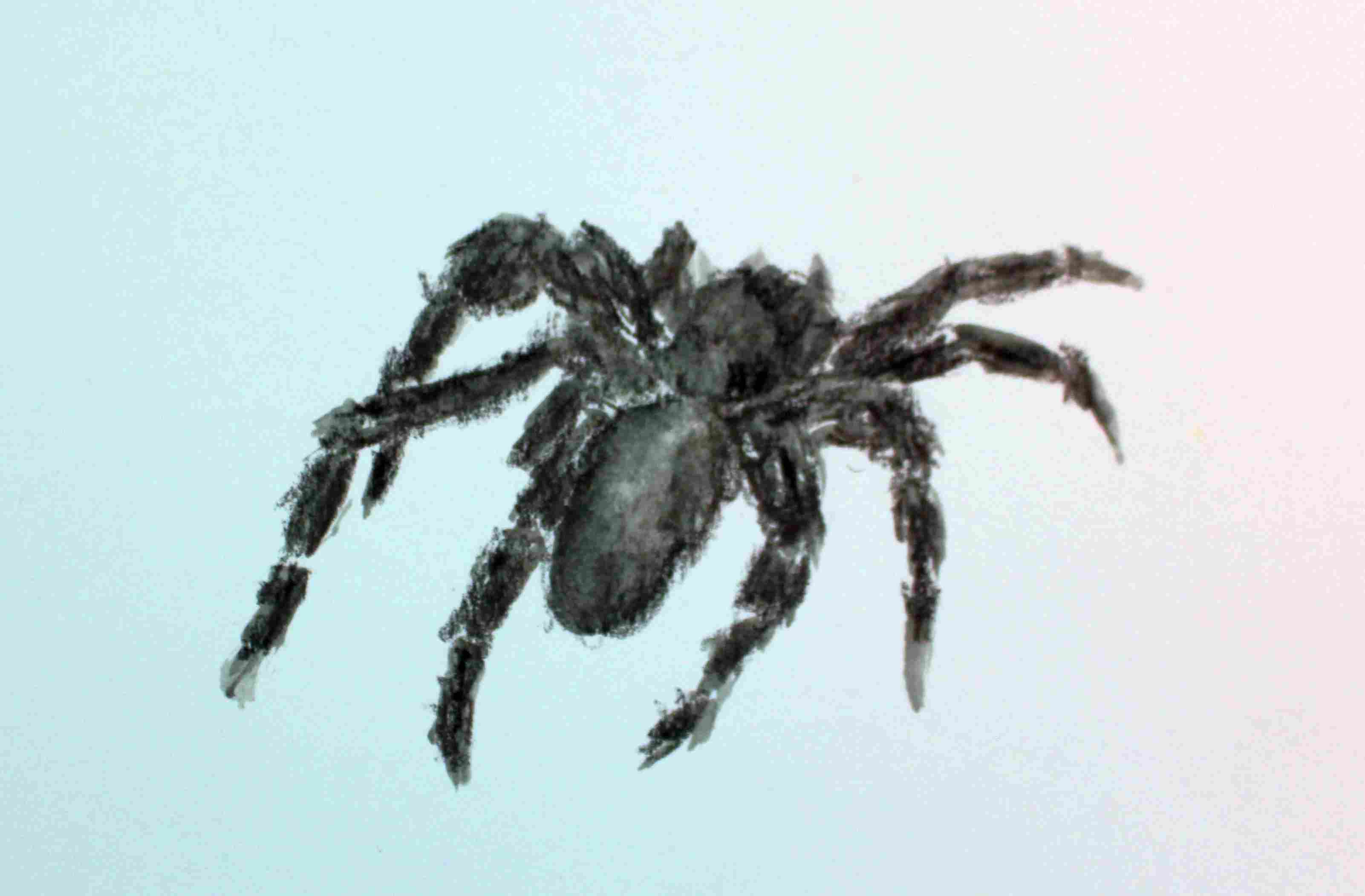 Spider